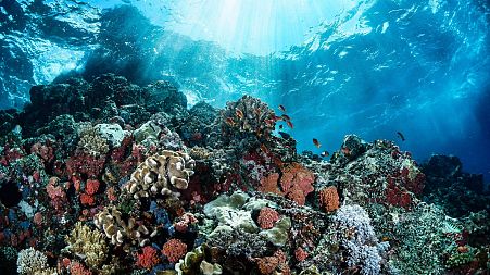 The Great Barrier Reef may one day be 'rewilded' using pioneering cryogenics techniques