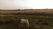 A horse grazes in the village of El Rocío in Almonte, southwest Spain, in an areas that used to be a wetland
