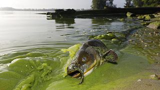 ABD'deki Büyük Göller'de geçtiğimiz yıllarda görülen dev yosun öbekleri sorunu birçok canlı türü yaşam alanını yitirmesine yol açtı