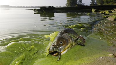 ABD'deki Büyük Göller'de geçtiğimiz yıllarda görülen dev yosun öbekleri sorunu birçok canlı türü yaşam alanını yitirmesine yol açtı