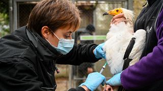  إنفلونزا الطيور في أوروبا. 
