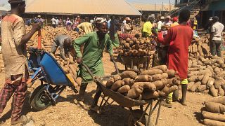Nigeria is leading producer of yam but export less
