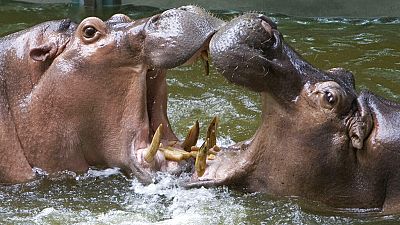 2-year-old Ugandan boy survives after hippo swallowed him