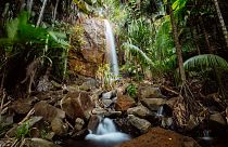 Waterfall in Vallee De Mai forest, Praslin
