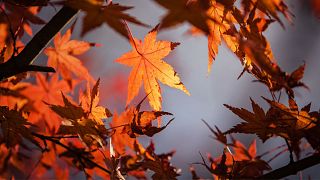 Releaf uses fallen leaves to make paper