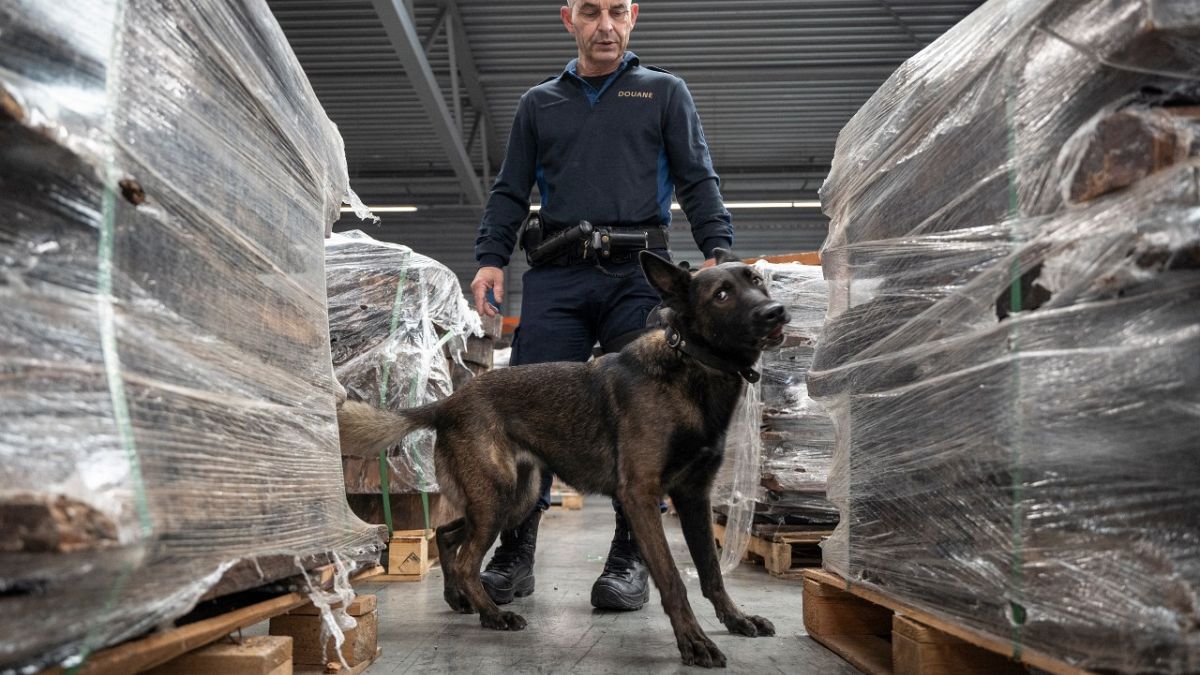 ضابط شرطة هولندي يصطحب كلبًا بوليسيًا للبحث عن المخدرات في ميناء روتردام في 3 نوفمبر 2022.