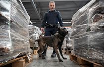 ضابط شرطة هولندي يصطحب كلبًا بوليسيًا للبحث عن المخدرات في ميناء روتردام في 3 نوفمبر 2022.