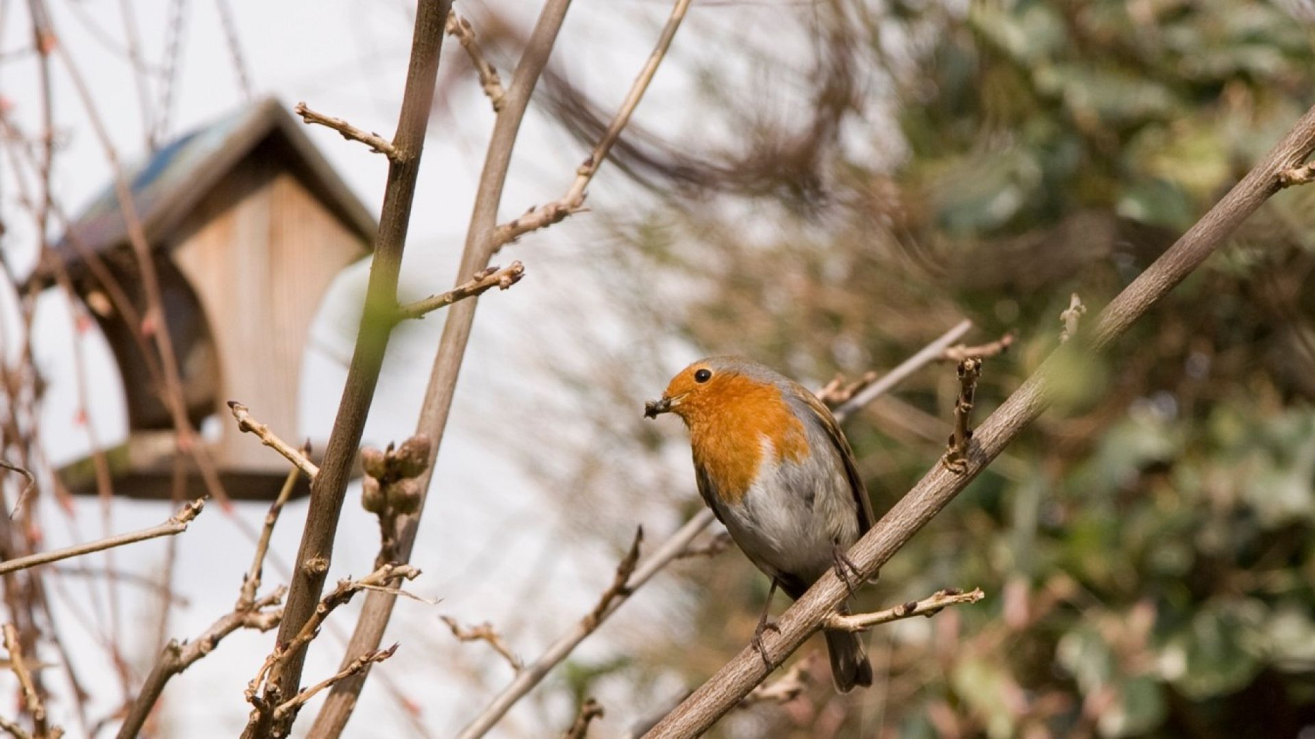 Make your garden a safe haven for robins this winter with these expert ...