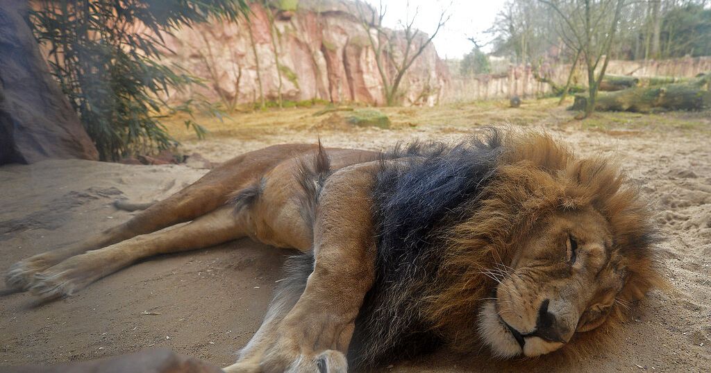 Rescue operation for 15 lions in war-torn Sudan