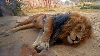 Sudan: three lions shot dead after trying to escape from paramilitary base