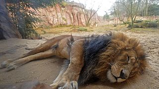 Rescue operation for 15 lions in war-torn Sudan