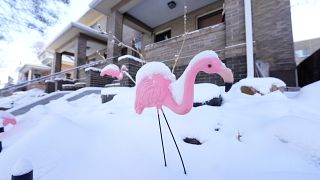 Snow flamingo. (Denver, 22.12.2022)