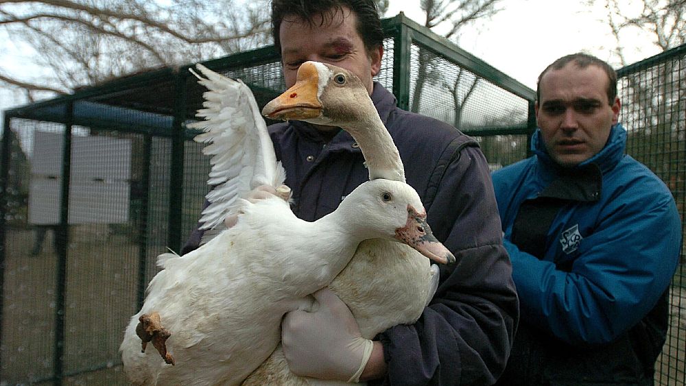 La France veut vacciner les volailles contre la grippe aviaire dès l’automne 2023