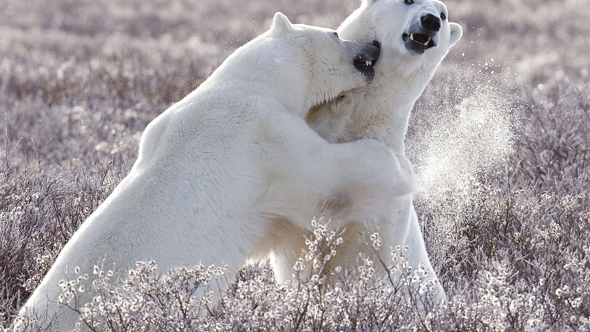 Hudson Bay in Kanada ist die "Welt-Hauptstadt" der Eisbären. Dort sinkt laut einer neuen Studie die Zahl der Eisbären sehr schnell.