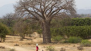 Kenya : les baobabs, un espoir pour l’économie et l’environnement