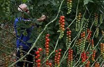 Plantación de tomates cherry en Alemania.