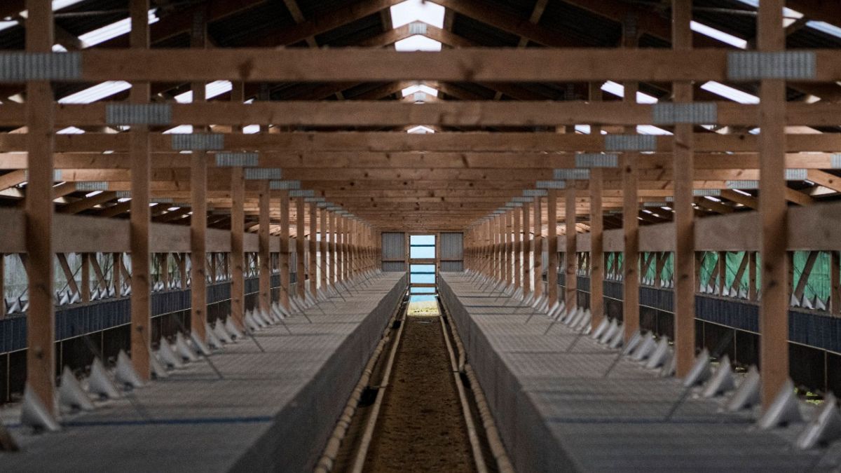 Leerstehende Stallungen in Holstebro, Dänemark, nachdem die dort lebenden Nerze gekeult wurden