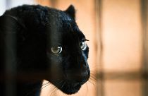La petite panthère noire nommée Kiara, après son arrivée en France dans un refuge pour animaux sauvages au zoo de Saint-Martin-la-Plaine, le 27 décembre 2022