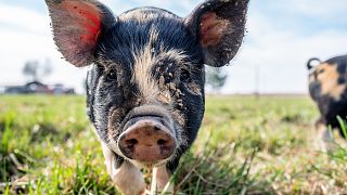 Scientists have made a promising step forward in repairing penis injuries in humans - by repairing injuries and restoring erectile function in pigs