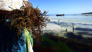 Seaweed farming is empowering women in Kenya