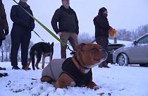 A dog relaxing on the snow before a fireworks display.