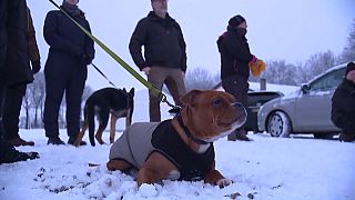 A dog relaxing on the snow before a fireworks display.