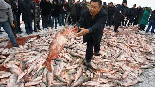 Wochenlang geht das Festival am Chagan-See. Unmengen Fisch werden aus dem See gezogen