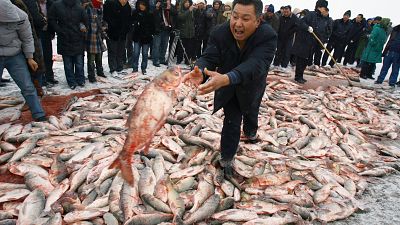 Wochenlang geht das Festival am Chagan-See. Unmengen Fisch werden aus dem See gezogen