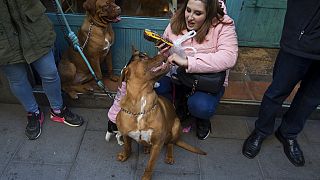 Animal lovers in Madrid embark on dog walk against animal abandonment |  Euronews