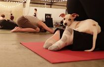 Students participate in a yoga puppy class in Green Bay, Wisconsin. The trend has now kicked off in the UK. 