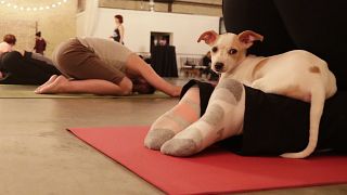 Students participate in a yoga puppy class in Green Bay, Wisconsin. The trend has now kicked off in the UK. 