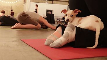 Students participate in a yoga puppy class in Green Bay, Wisconsin. The trend has now kicked off in the UK. 