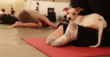 Puppy yoga investigation unearths reality behind popular craze