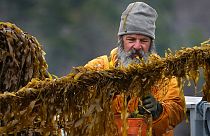 Kelp is cut from a line during a spring harvest of farm-raised seaweed.