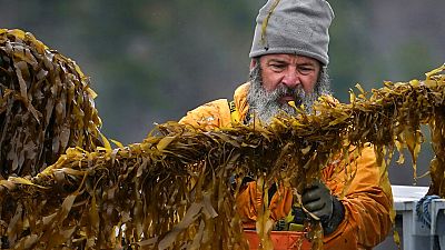 Kelp is cut from a line during a spring harvest of farm-raised seaweed.