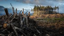Sweden claims the European Commission has no right to interfere in its forest management policies.
