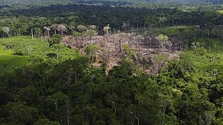 Área de desflorestação recente identificada na Reserva Extractiva Chico Mendes, Estado do Acre, Brasil