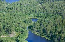 Svédország területének 70 százalékát erdők borítják