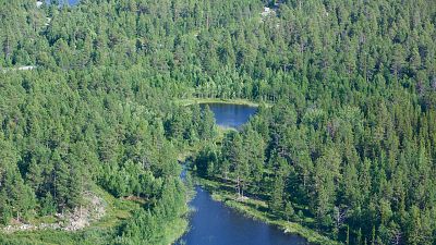 Svédország területének 70 százalékát erdők borítják
