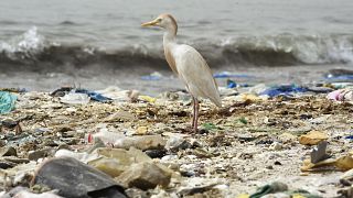 L'Angola forme un groupe de travail pour rédiger une loi anti-plastique