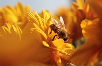 Bees are central to the food pollination system in the US.