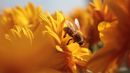 Bees are central to the food pollination system in the US.