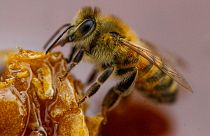 ABD, dünyanın ilk bal arısı aşısına onay verdi