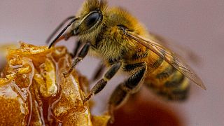 ABD, dünyanın ilk bal arısı aşısına onay verdi