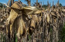 FAO: Gıda fiyatları aralıkta düşüşe karşın 2022'de rekor seviyeye yükseldi 