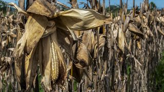 FAO: Gıda fiyatları aralıkta düşüşe karşın 2022'de rekor seviyeye yükseldi