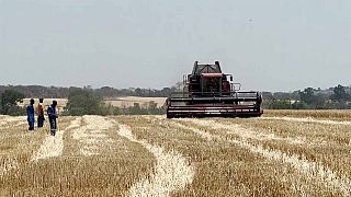 Agriculture : le Zimbabwe est autosuffisant en blé