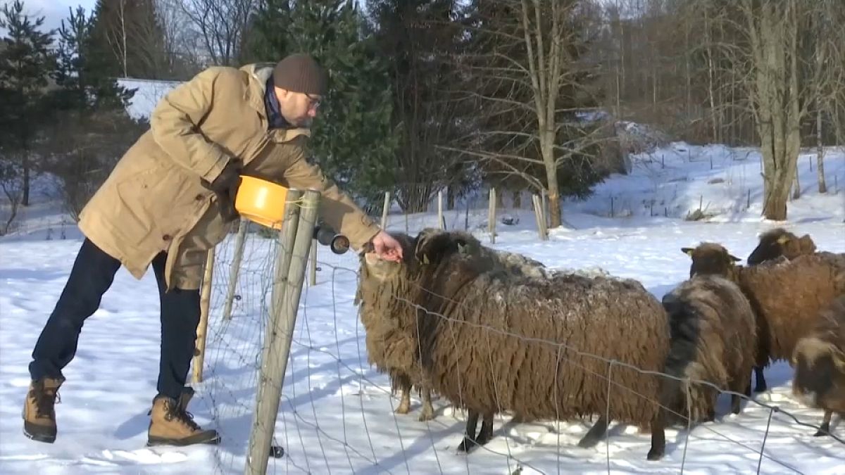 Erkki Peetsalu, Besitzer des Kreativhauses Haani, füttert seine Schafe.