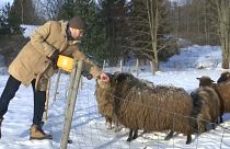 Erkki Peetsalu, Besitzer des Kreativhauses Haani, füttert seine Schafe.