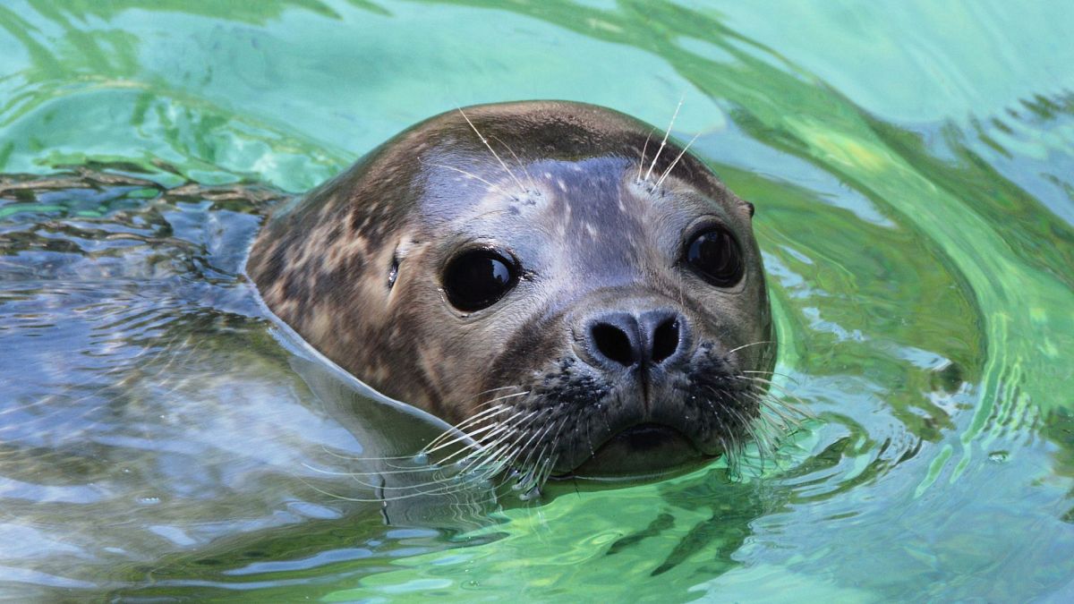 In May: Seals are making a comeback in Belgium.